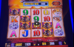 255 thumb buffalo-gold-thumb