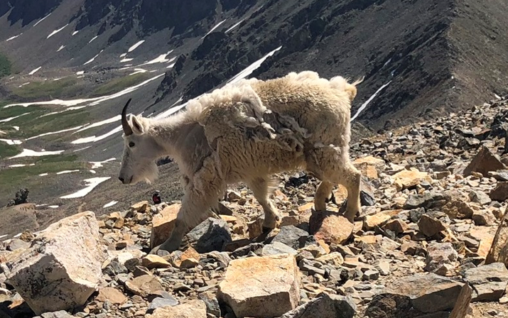बिक्री के लिए ऊन