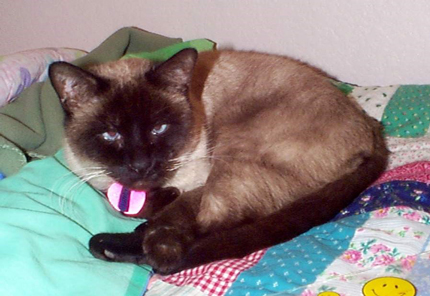 बिल्ली साइमन