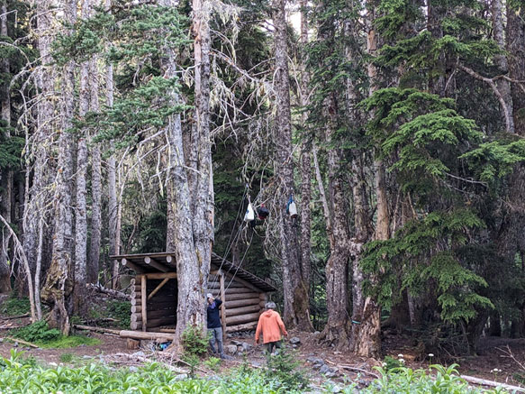 फॉरेस्ट